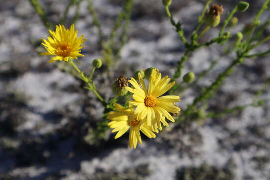 Image of coastal plain goldenaster