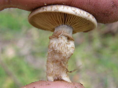 Image of Pholiota gummosa (Lasch) Singer 1951