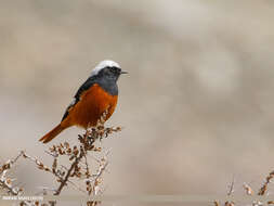 Image of Güldenstädt's Redstart