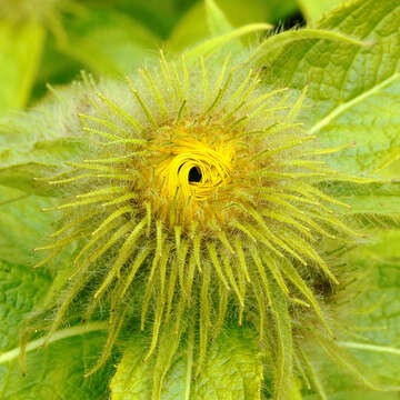 Image of Hooker's inula