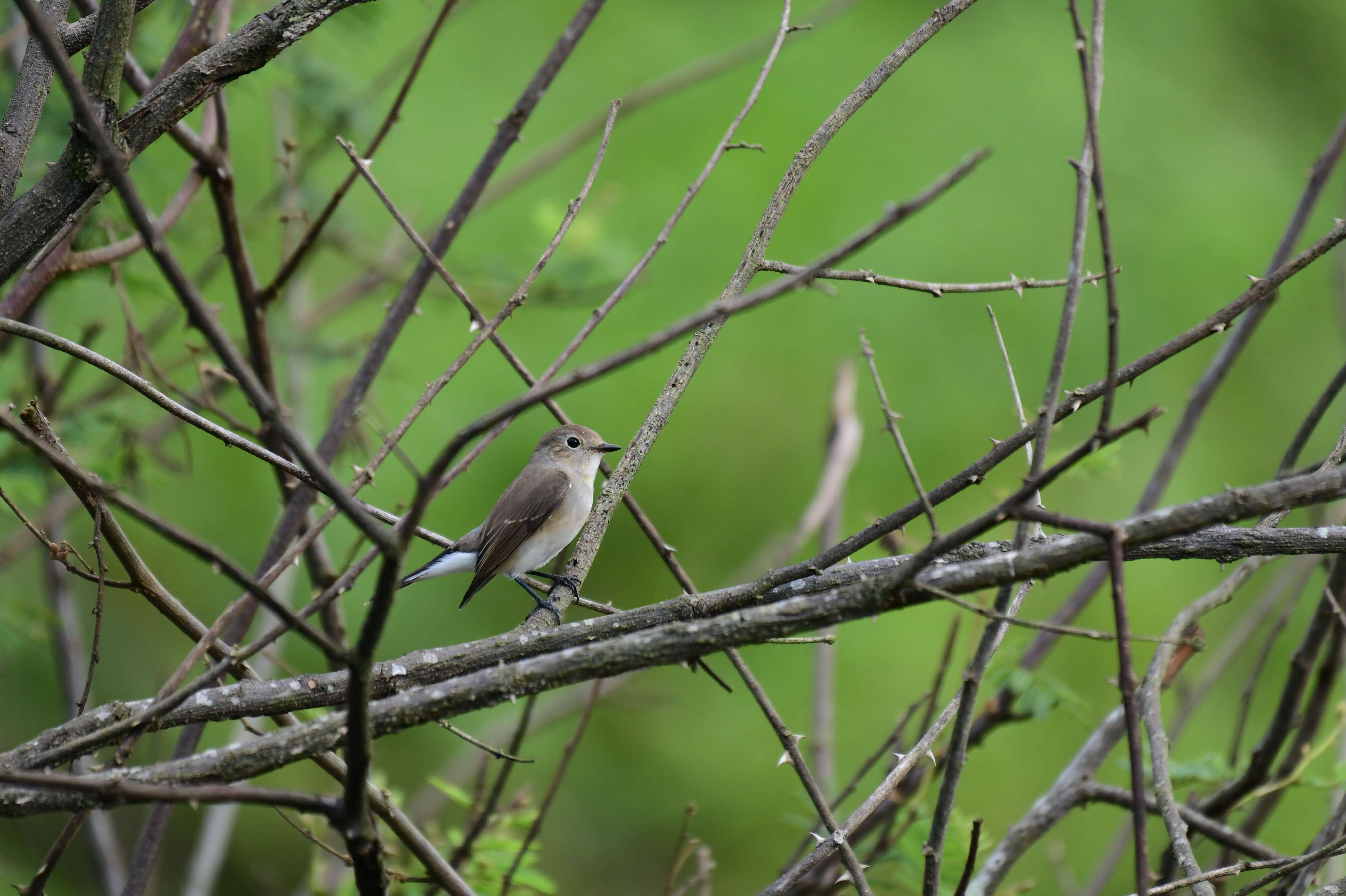 صورة Muscicapa dauurica Pallas 1811