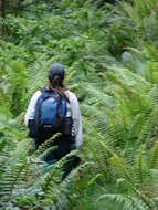 Image of alpine woodfern