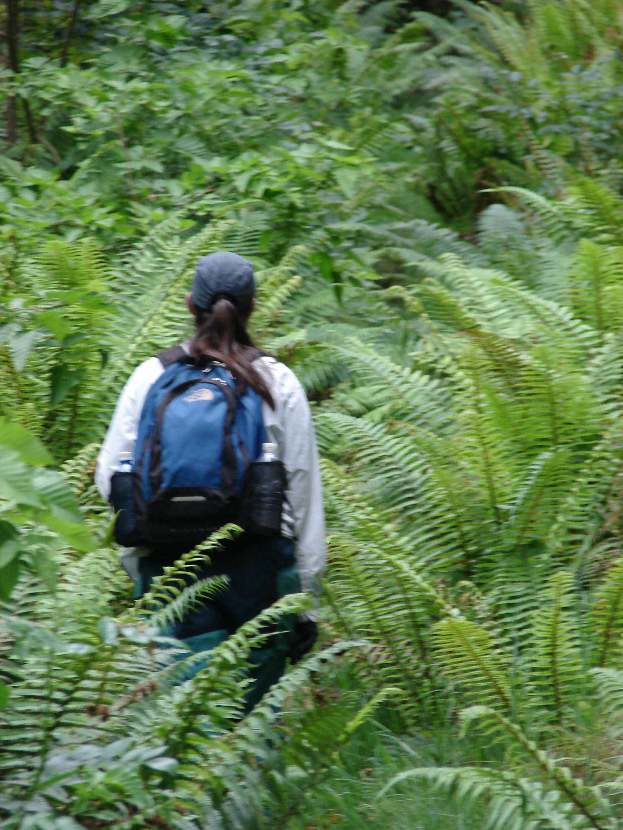 Image of alpine woodfern