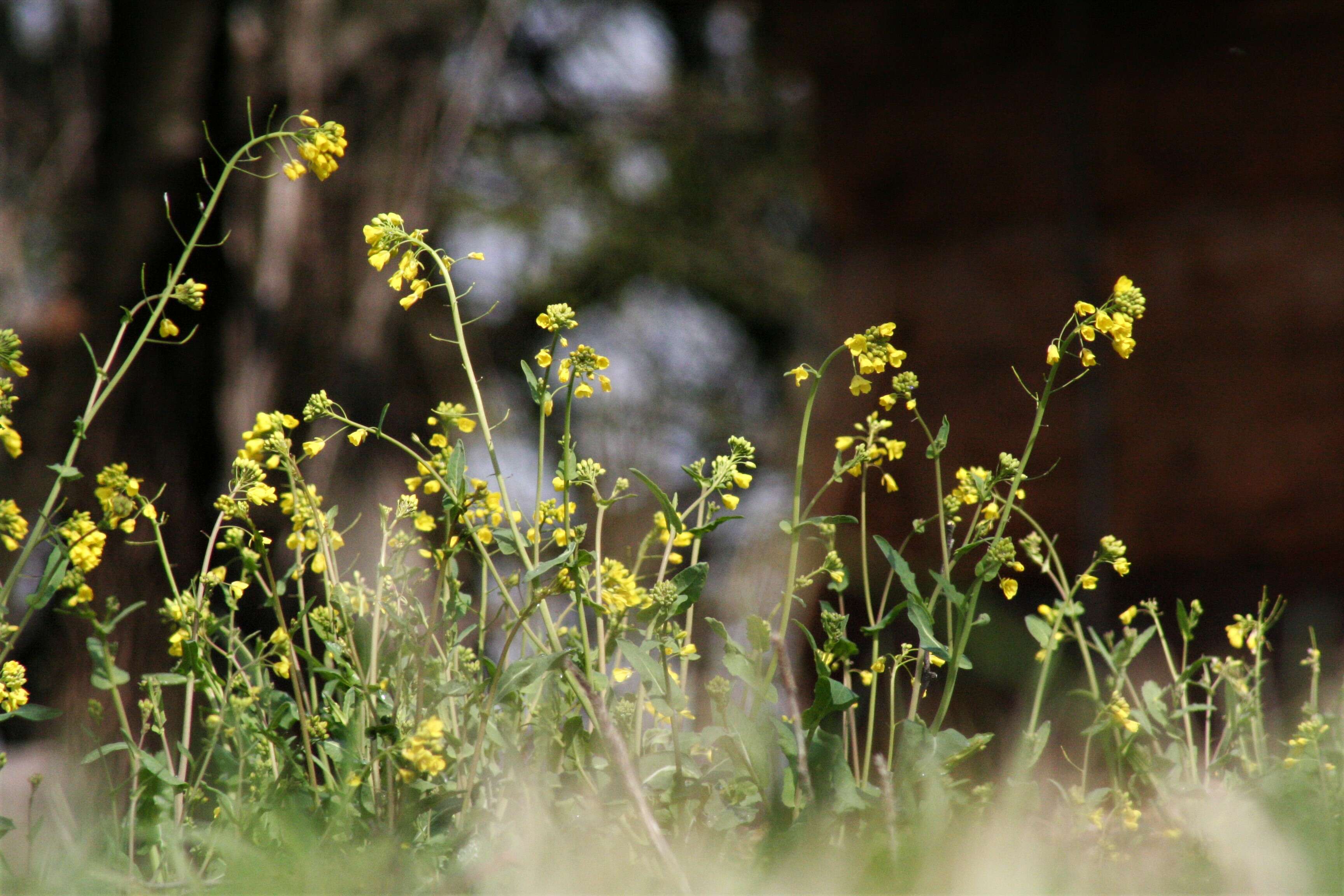 Image of Buckler Mustard