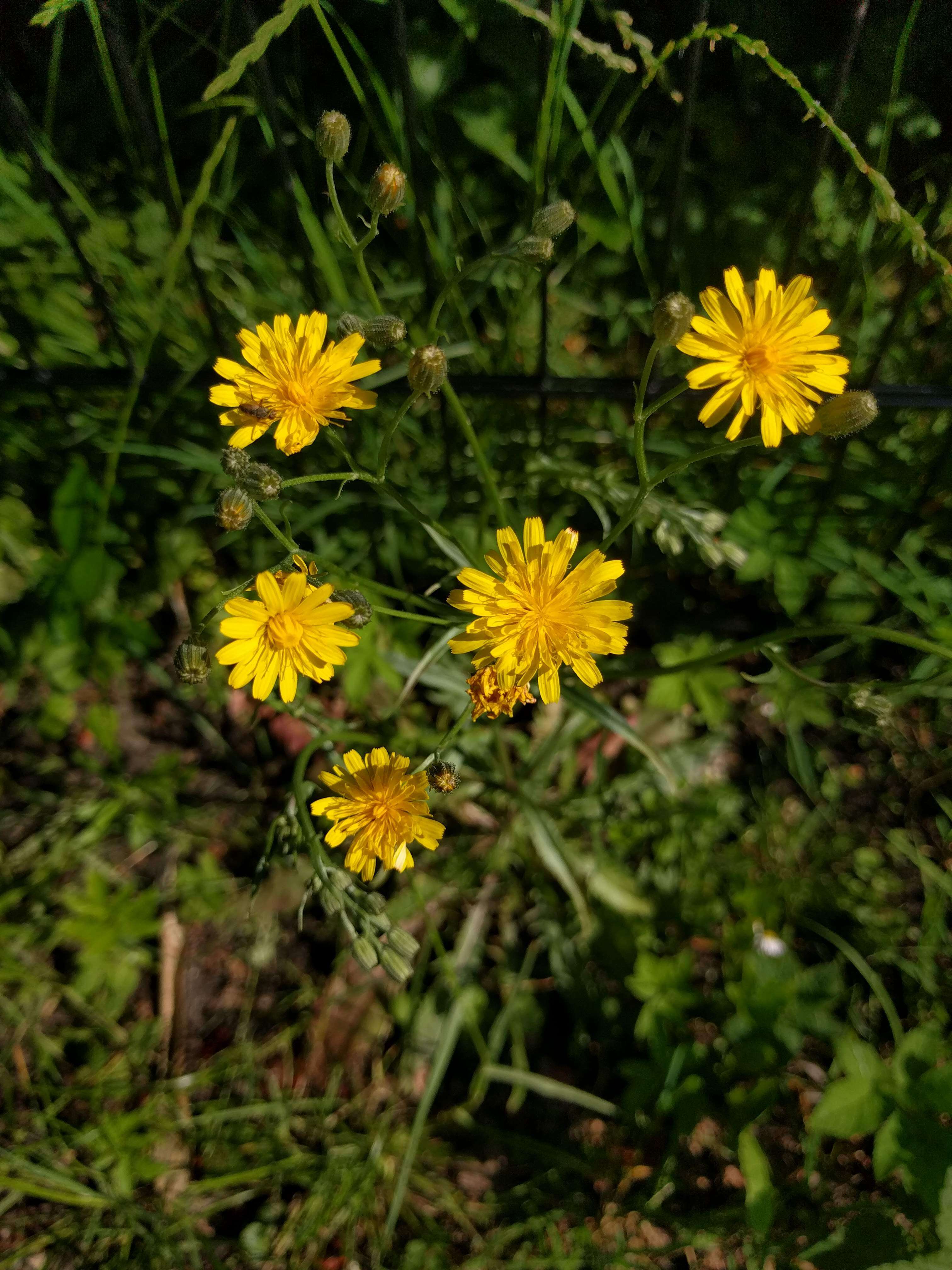 Image of smooth hawksbeard