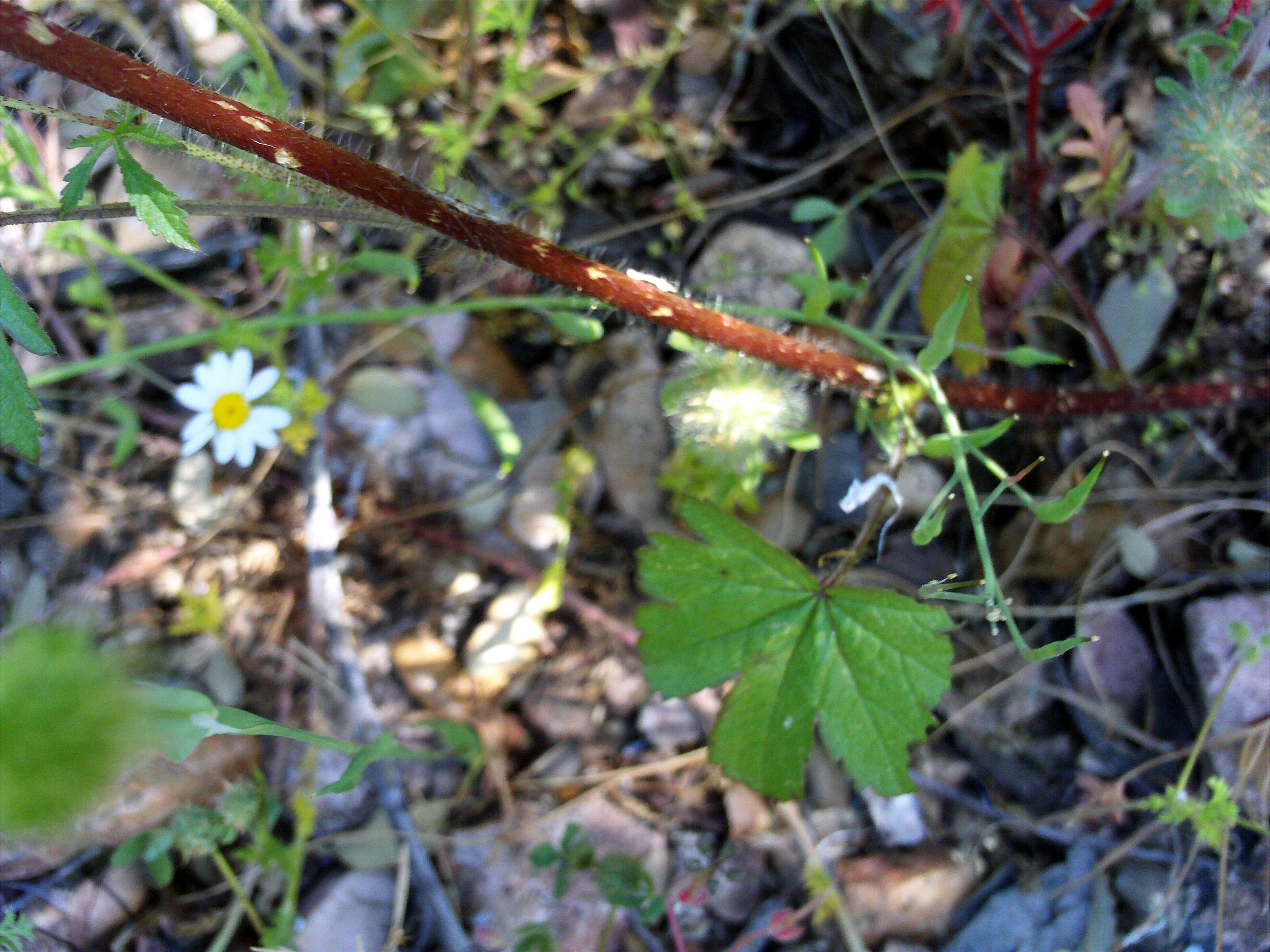 Image of Malva tournefortiana L.