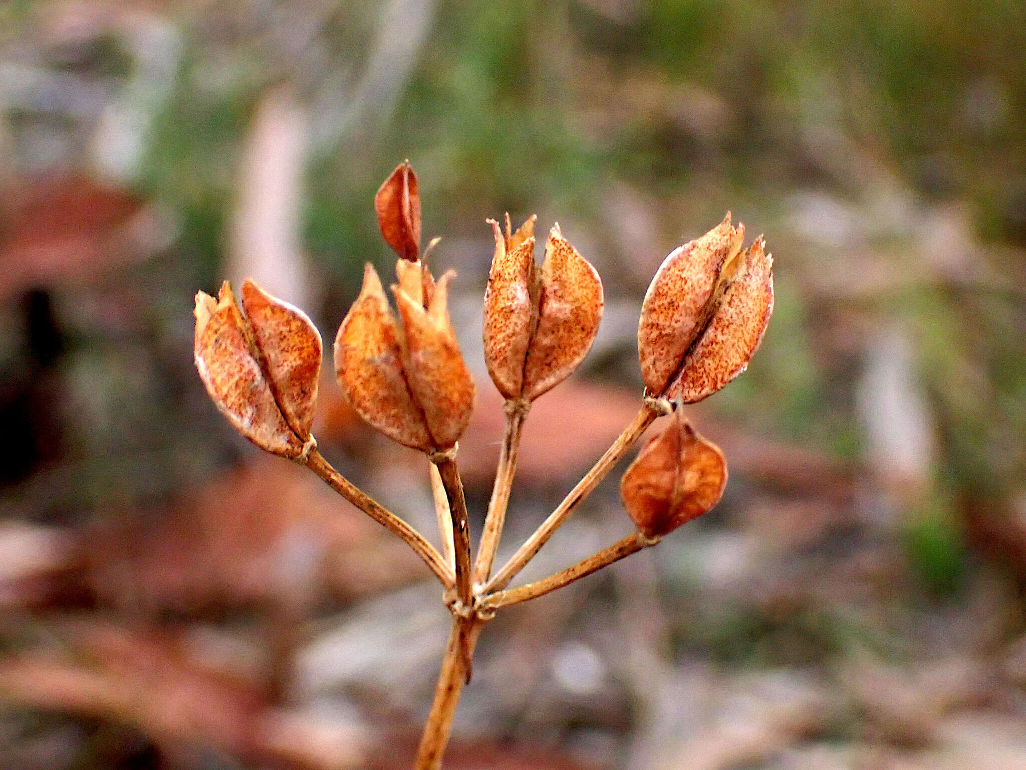 Image of Burchardia umbellata R. Br.