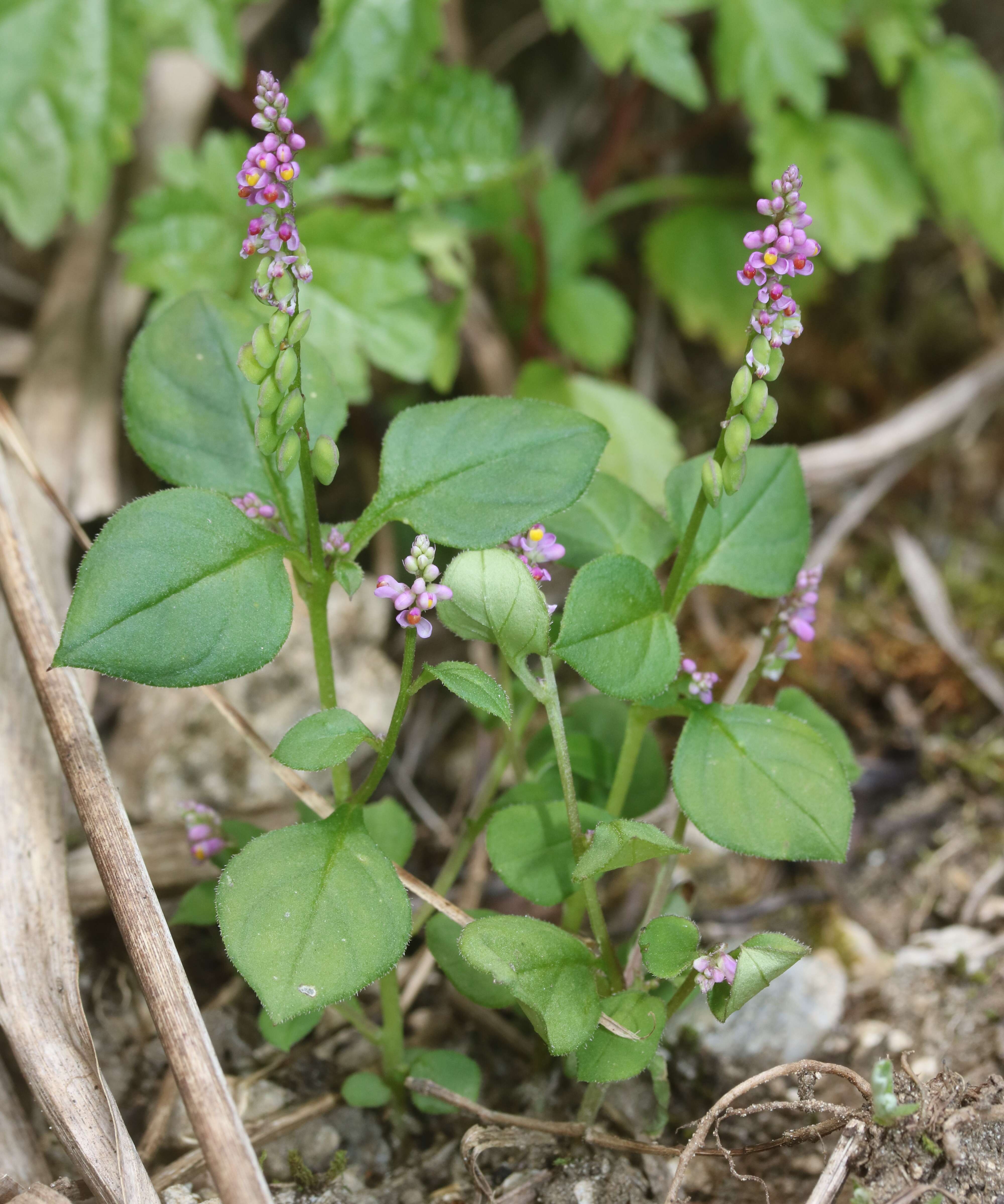 Image of Polygala tatarinowii Regel