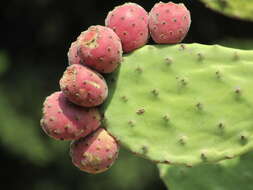 Image of Velvety tree pear