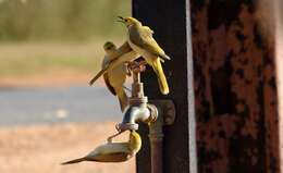 Image of White-plumed Honeyeater