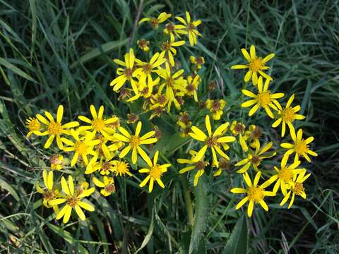 Image of Senecio sarracenicus L.