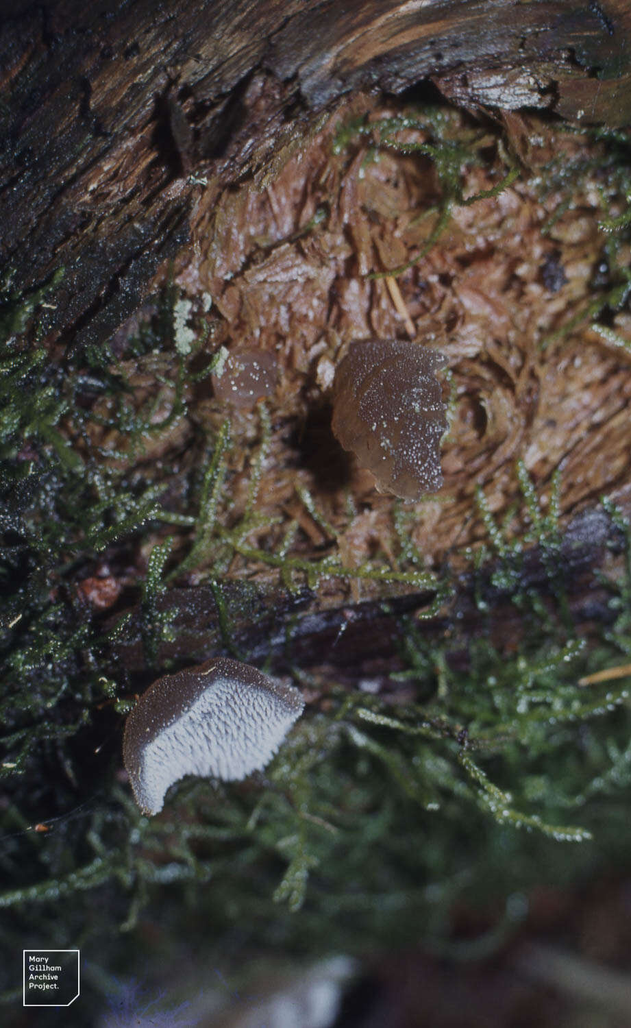 Image of unclassified Auriculariales