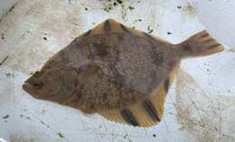 Image of Starry Flounder