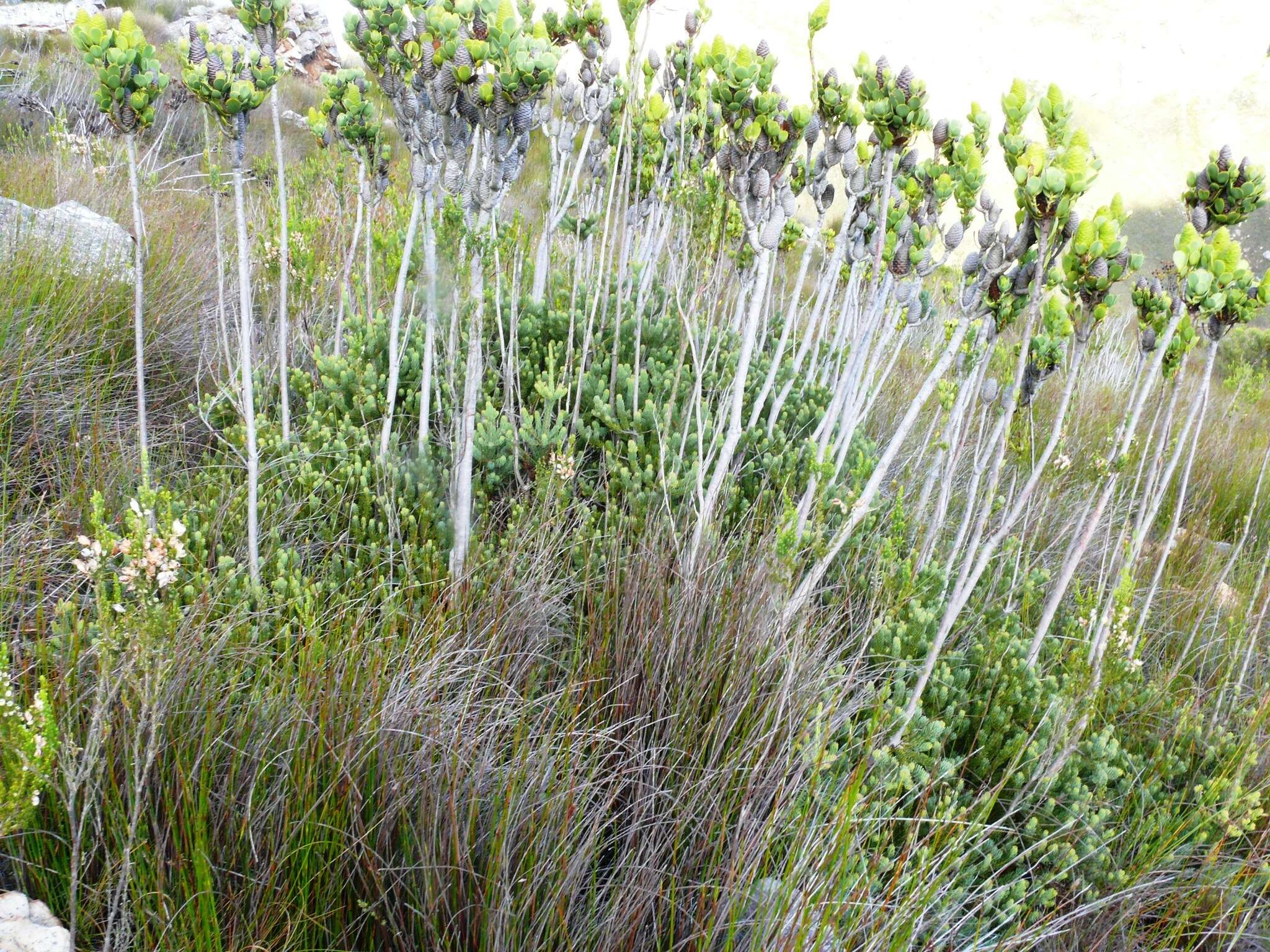 Image of Leucadendron immoderatum Rourke