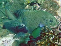 Image of Gold-spotted rabbitfish