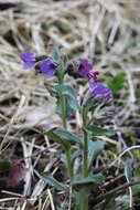 Image of Pulmonaria obscura Dumort.