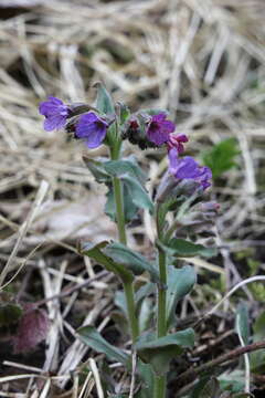 Image of Pulmonaria obscura Dumort.