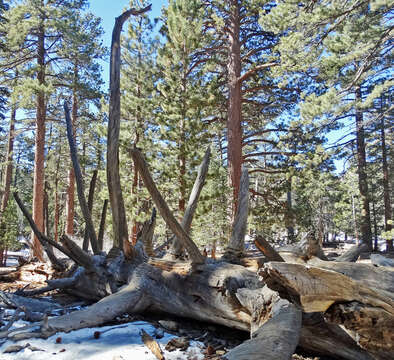 Image of Jeffrey Pine