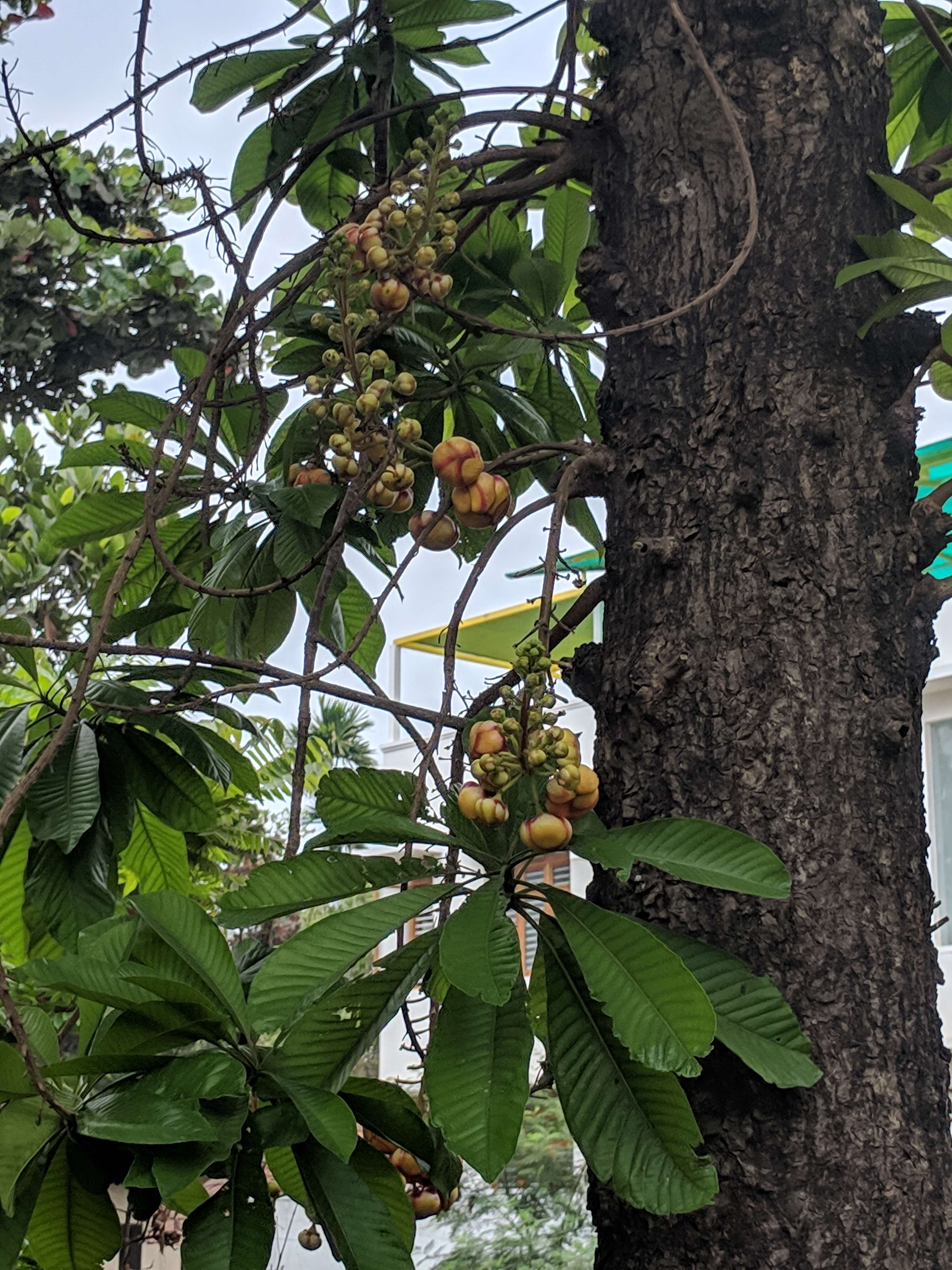 Image of Cannonball Tree