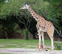 Plancia ëd Giraffa camelopardalis (Linnaeus 1758)