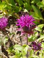 Image of scarlet beebalm