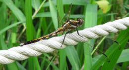 Sivun Orthetrum albistylum (Selys 1848) kuva