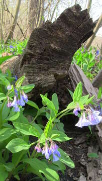 Image of Virginia Bluebell