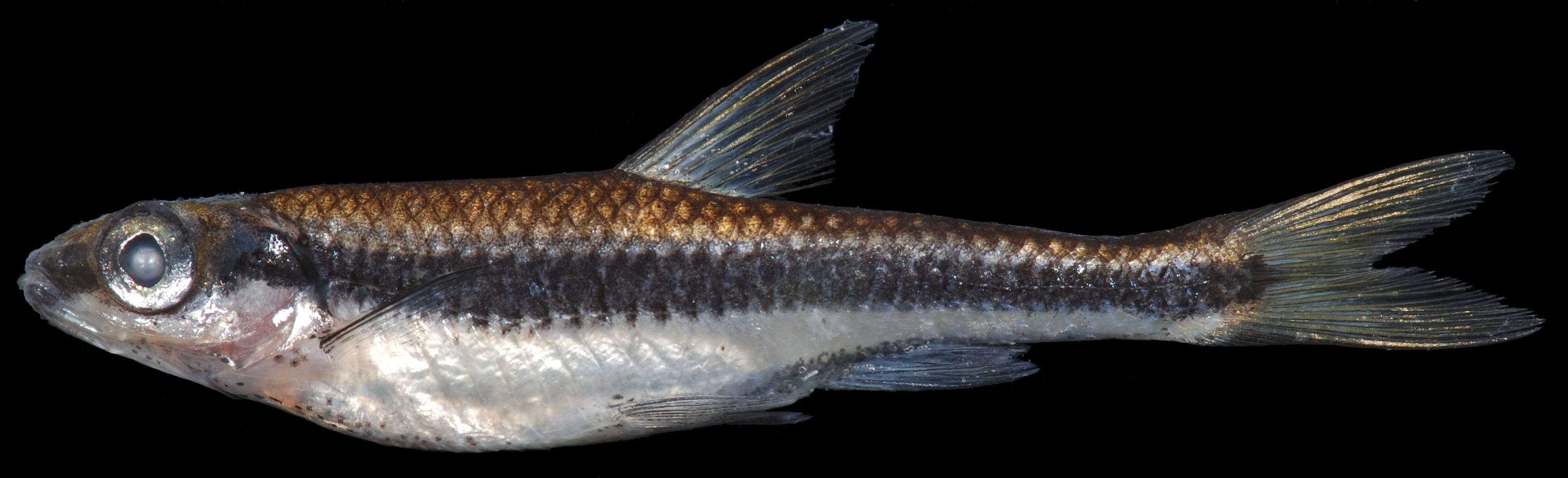 Imagem de Notropis cummingsae Myers 1925