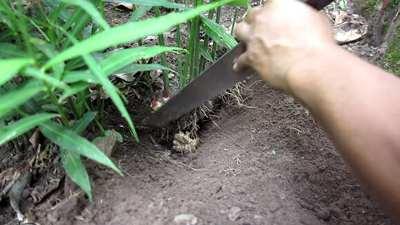 Imagem de Zingiber officinale Roscoe