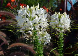 Image of spiderflower