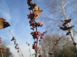 Sivun Symphoricarpos orbiculatus Moench kuva