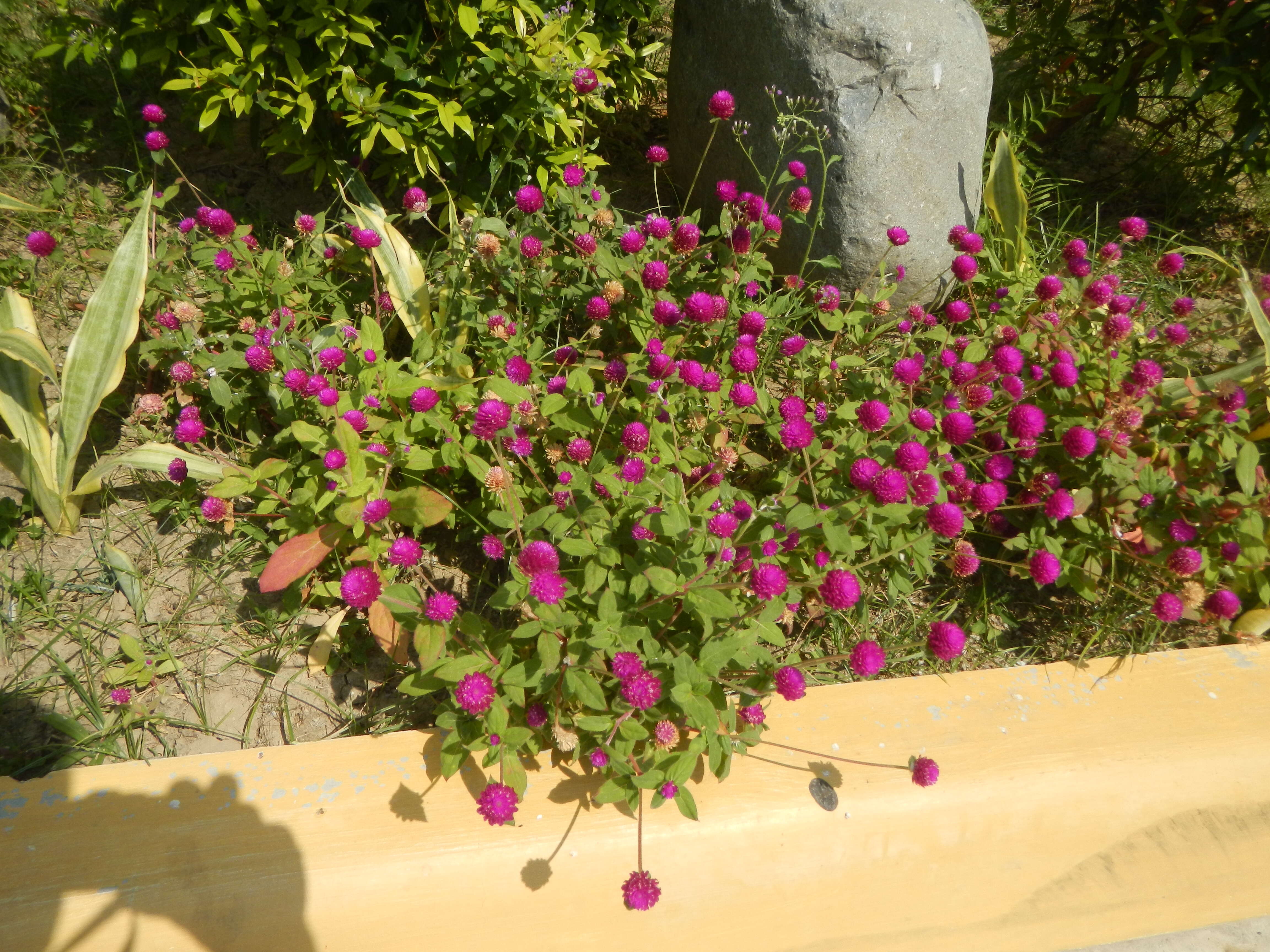 Image of globe amaranth