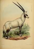 Image of Arabian Oryx