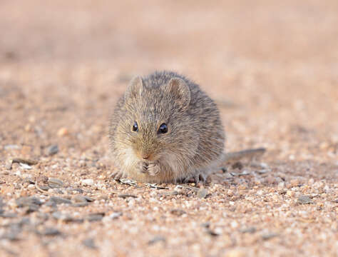 Image of Arizona cotton rat