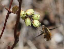 Image of Stachyurus praecox Sieb. & Zucc.