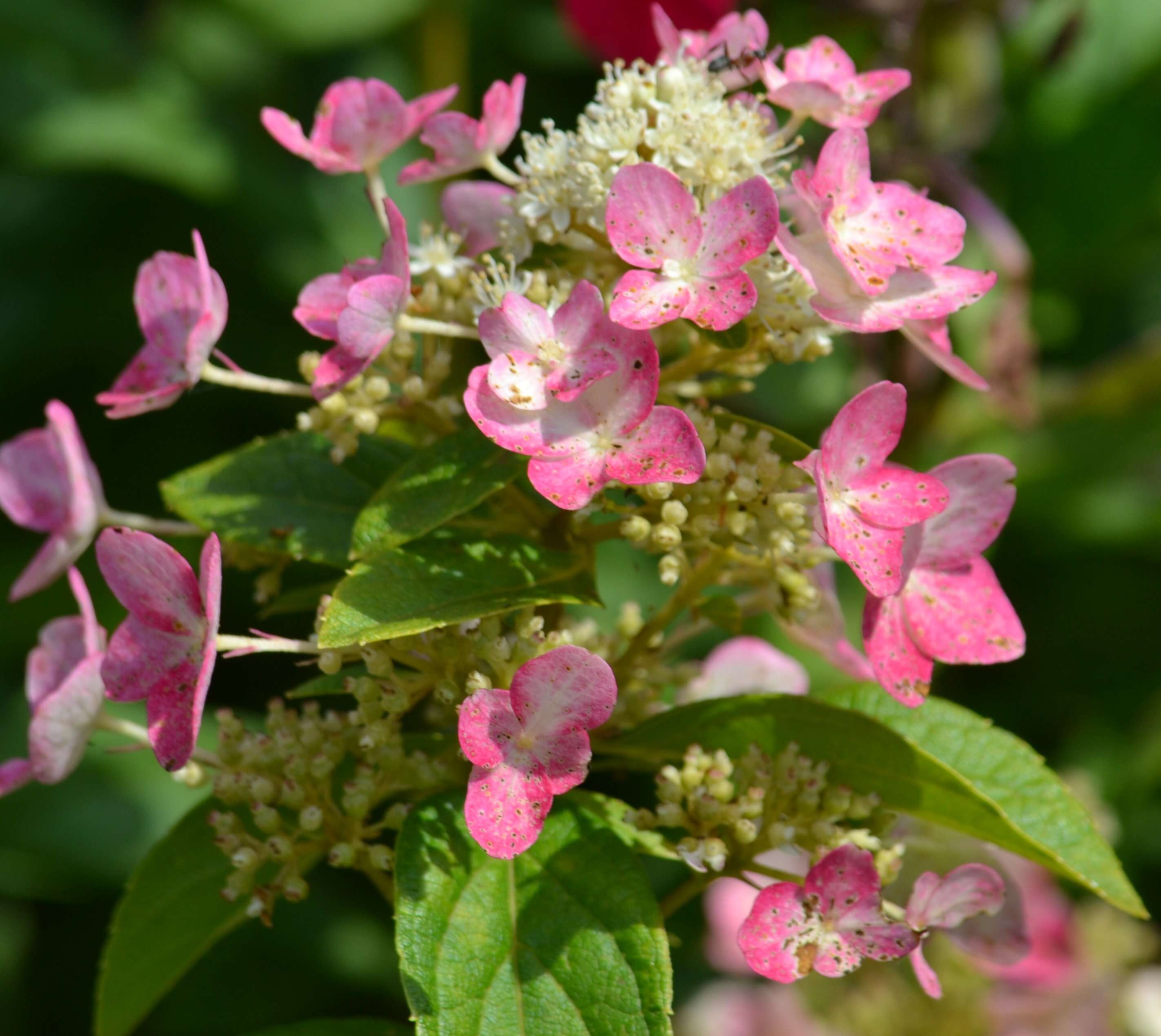 Image of panicled hydrangea