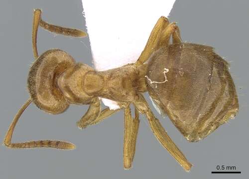 Image de Lasius