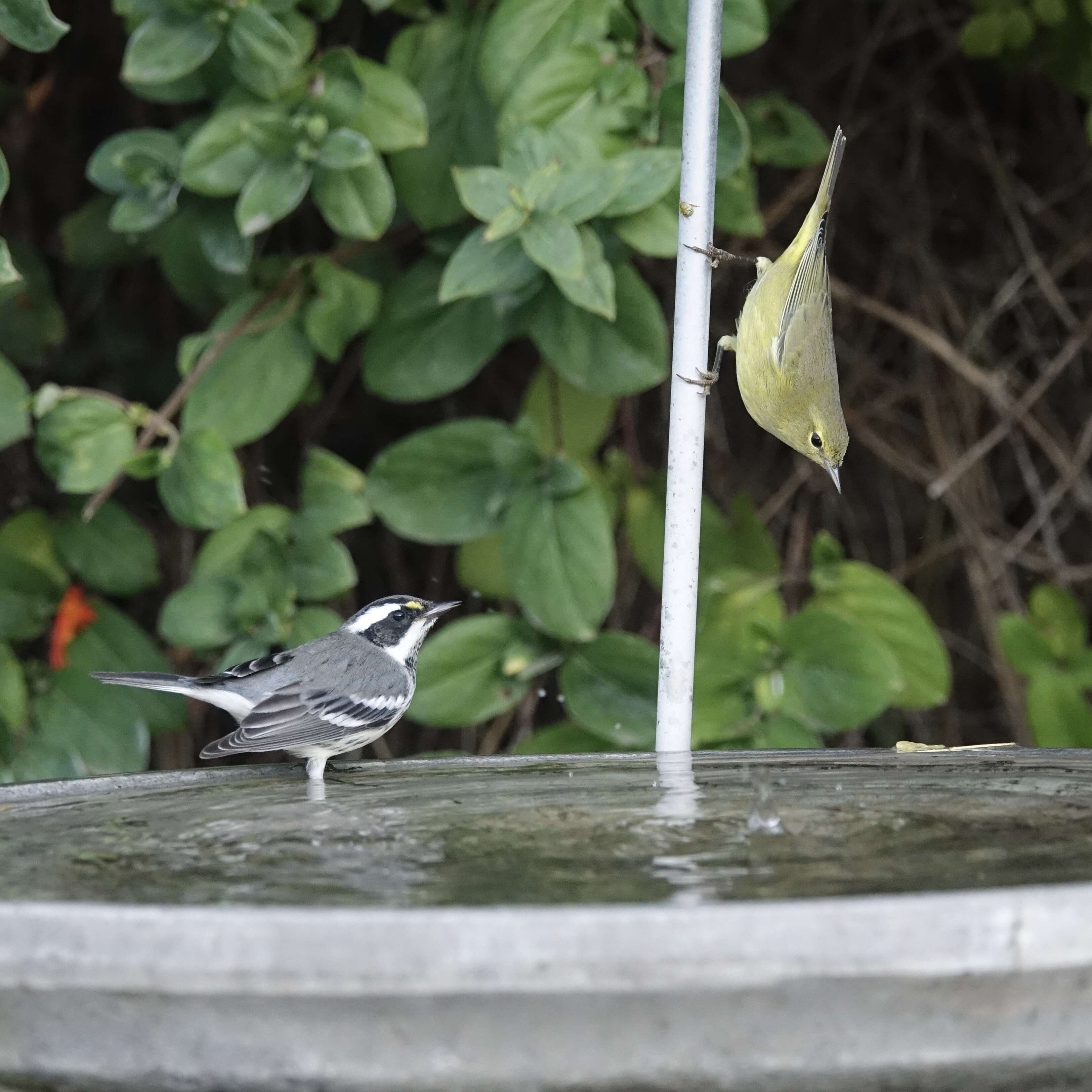 Image of Black-throated Grey Warbler