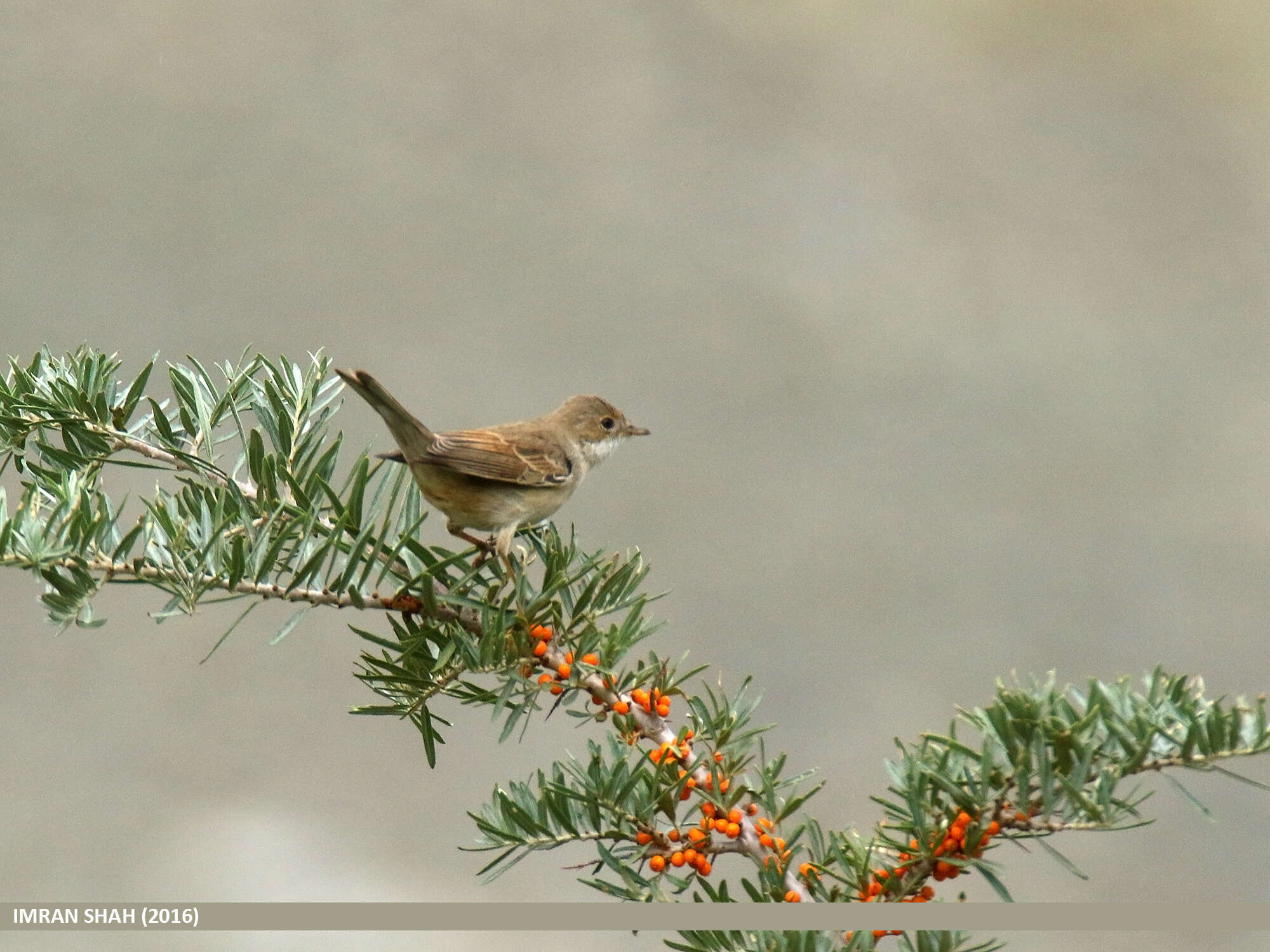 Image of Sylvia communis