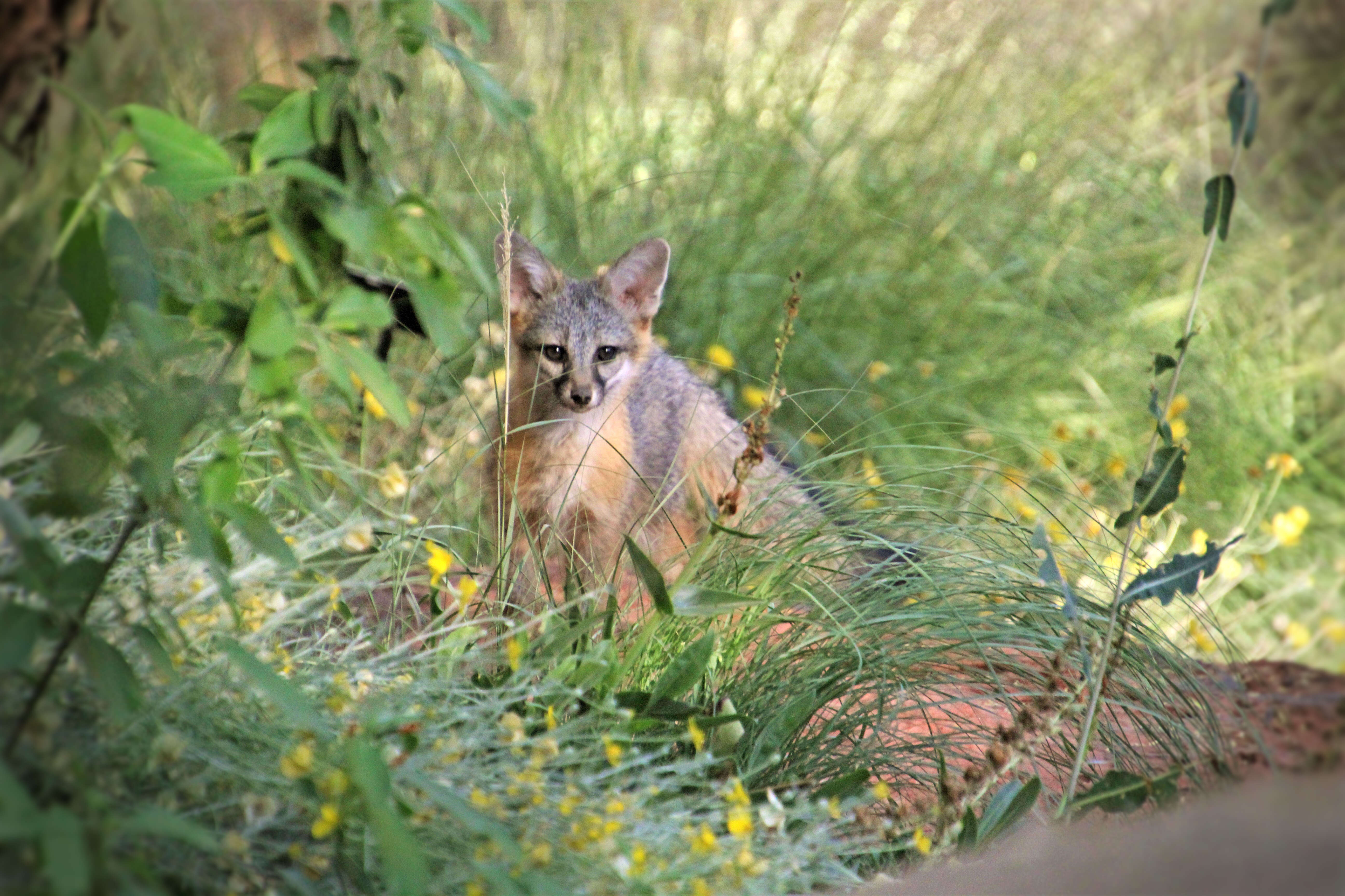 Image of Grey Foxes