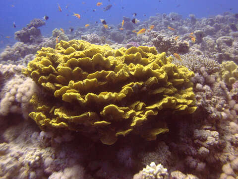 Image of Pagoda coral