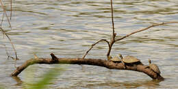 Image of Map Turtles