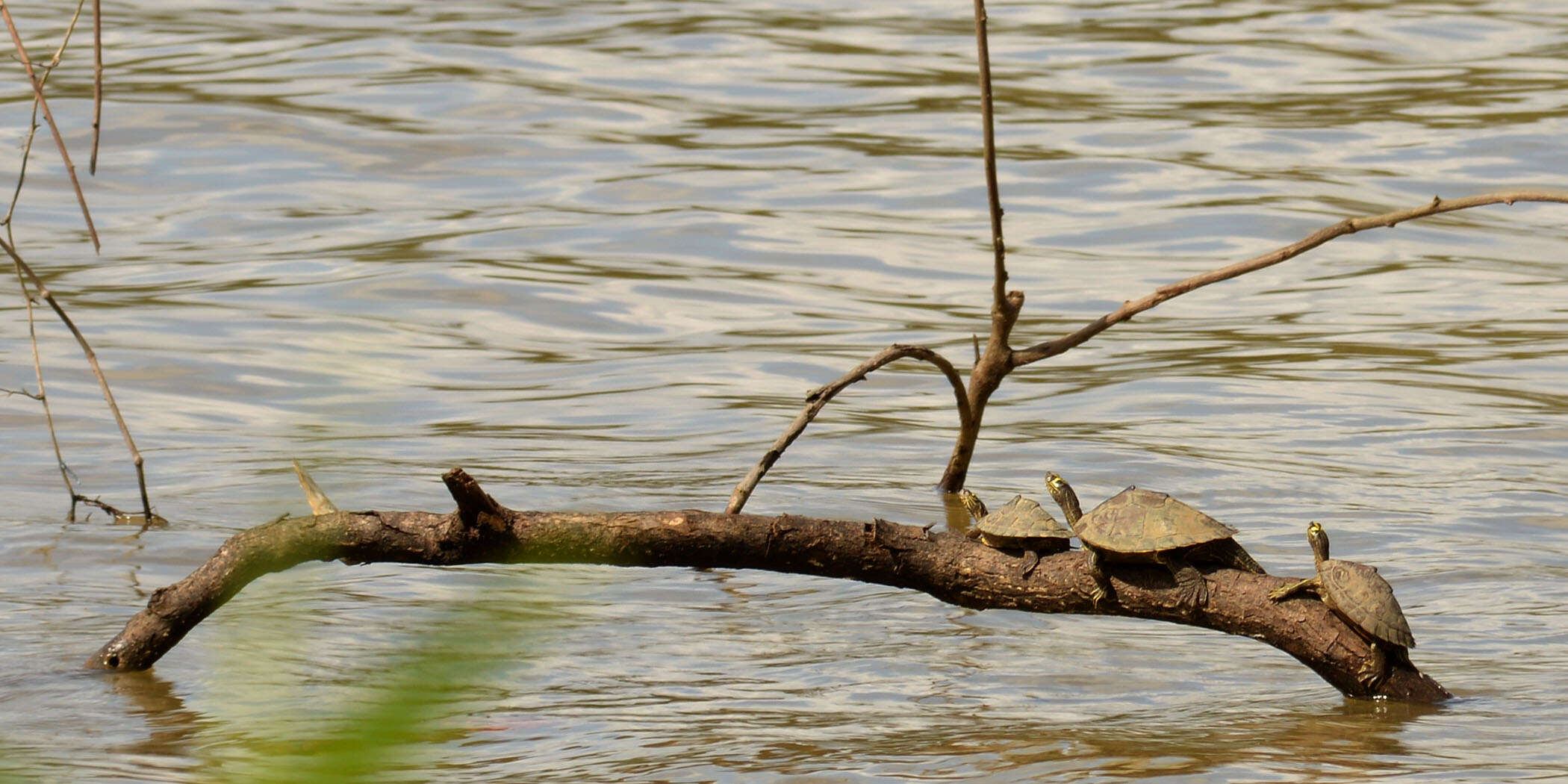 Image of Map Turtles