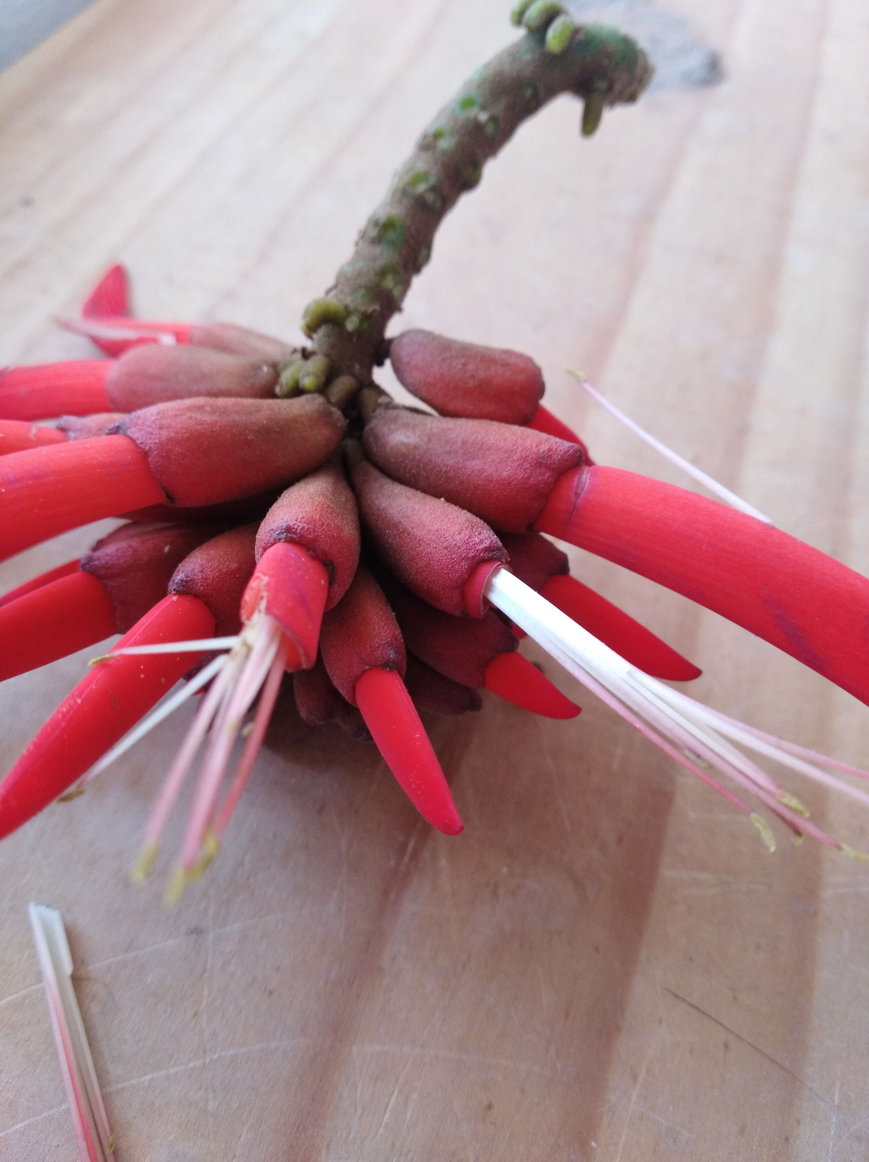 Image de Erythrina americana Mill.