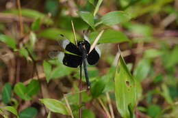 Image of Pied Paddy Skimmer