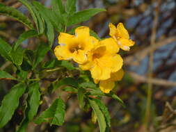 Image of Yellow bells