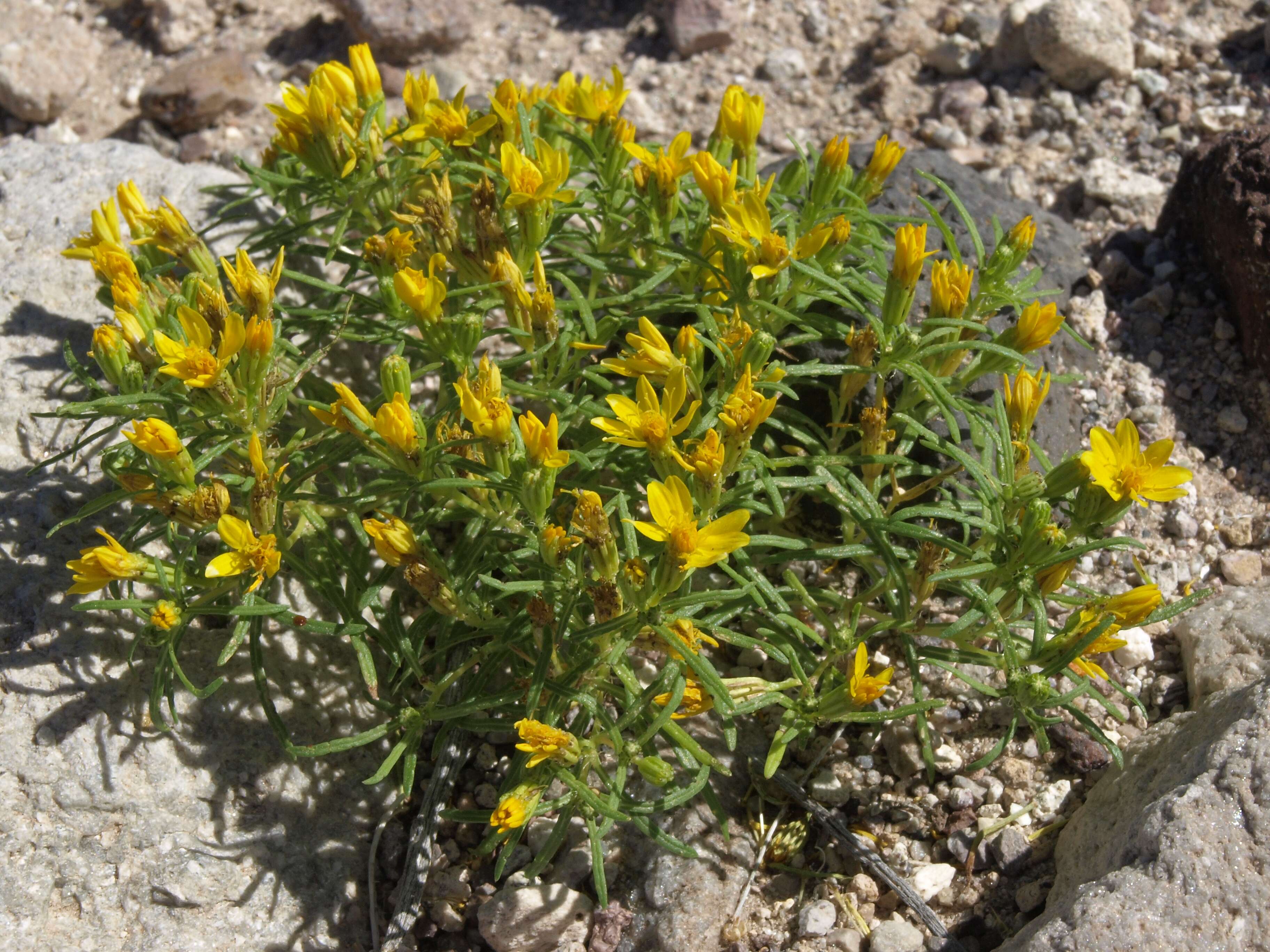 Image of manybristle chinchweed