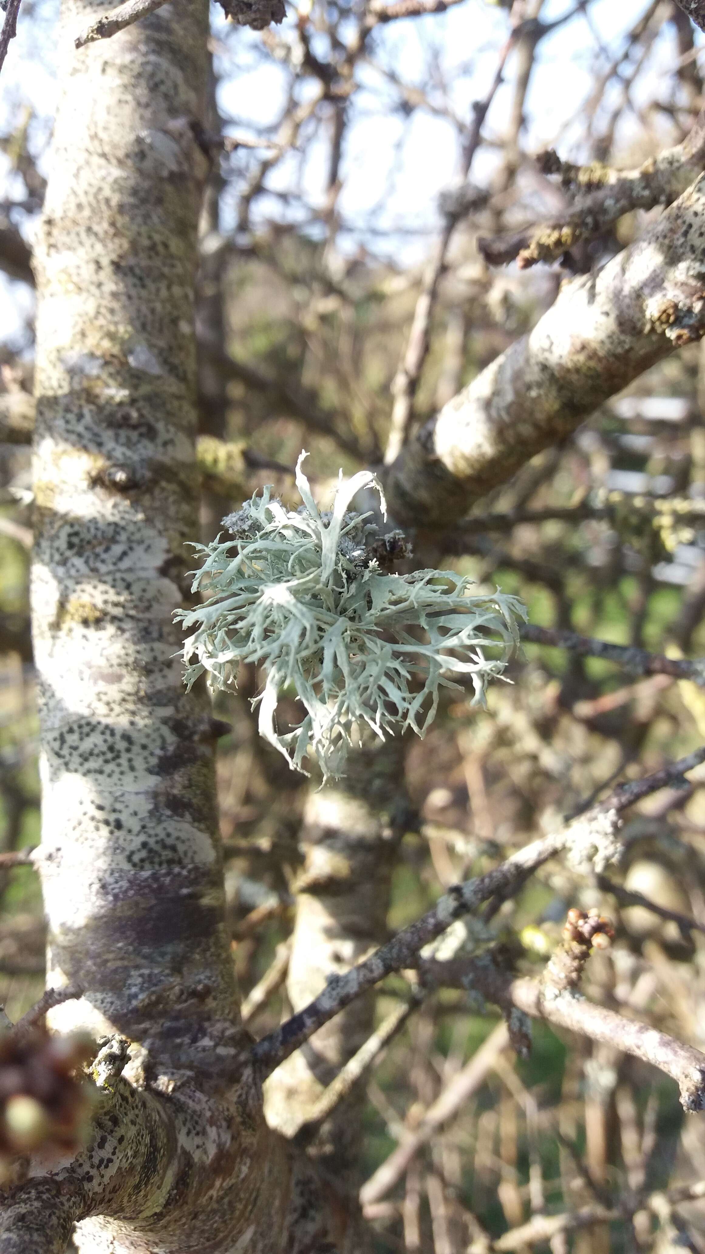 Image of farinose cartilage lichen