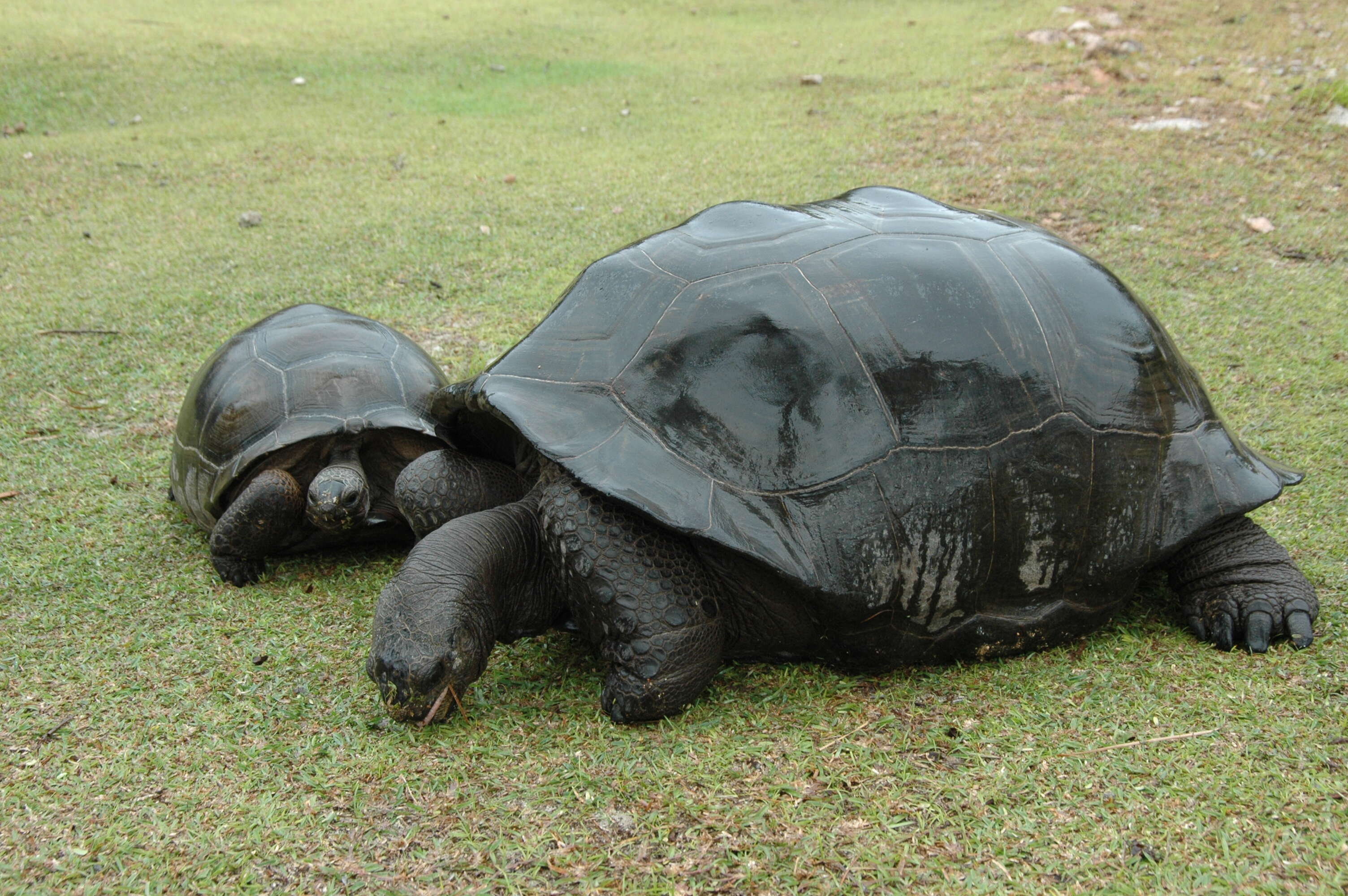 Imagem de Aldabrachelys