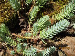 Слика од Petrosedum rupestre (L.) P. Heath